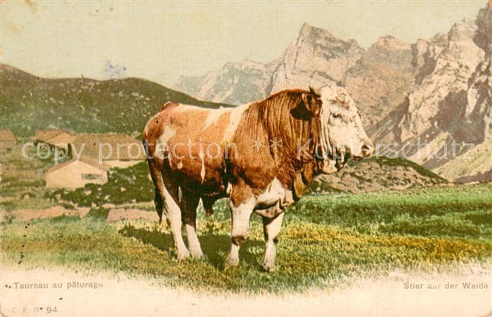 Stiere C.p.n 94 Stier auf der Weide – Ansichtskarte