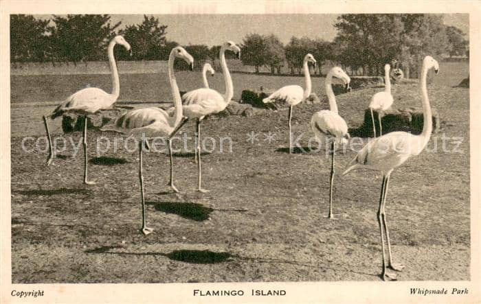Flamingo Island Whipsnade Park – Ansichtskarte