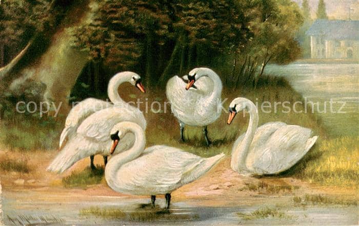 Schwan Schwaene am See – Ansichtskarte
