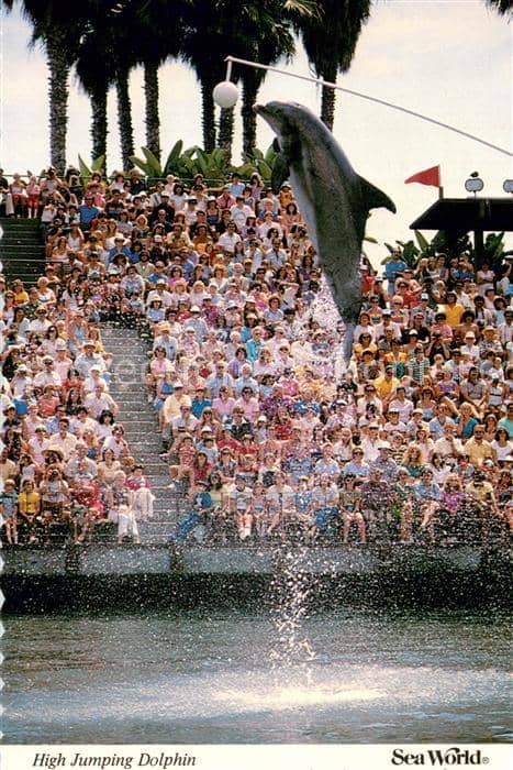 Delfine Delphine Dolphins Dauphins Delfines High Jumping Dolphin – Ansichtskarte