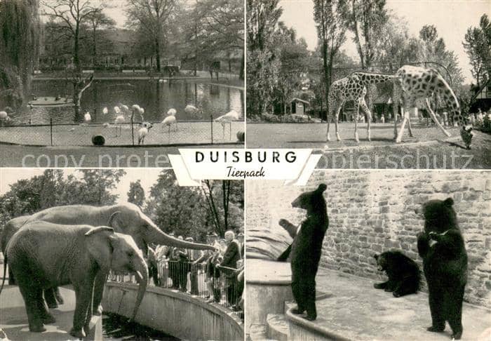 Zoo Duisburg Tierpark – Ansichtskarte