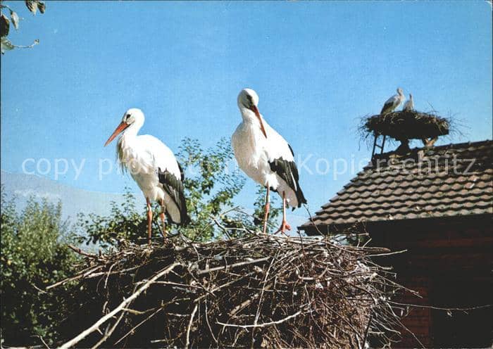 Storch Schweizerische Vogelwarte Sempach Altreu – Ansichtskarte