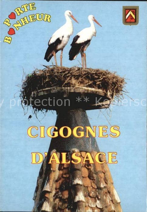 Storch Cigognes Alsace – Ansichtskarte