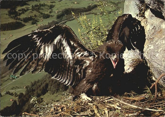 Adler Eagle Aigle Aguila Steinadler Aigle Eagle – Ansichtskarte