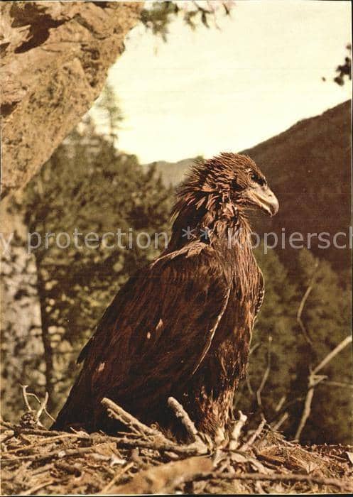 Adler Eagle Aigle Aguila – Ansichtskarte