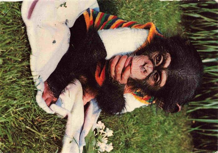 Affen Monkeys Singes Monos Scimmie-- Baby Zoo Wingst – Ansichtskarte