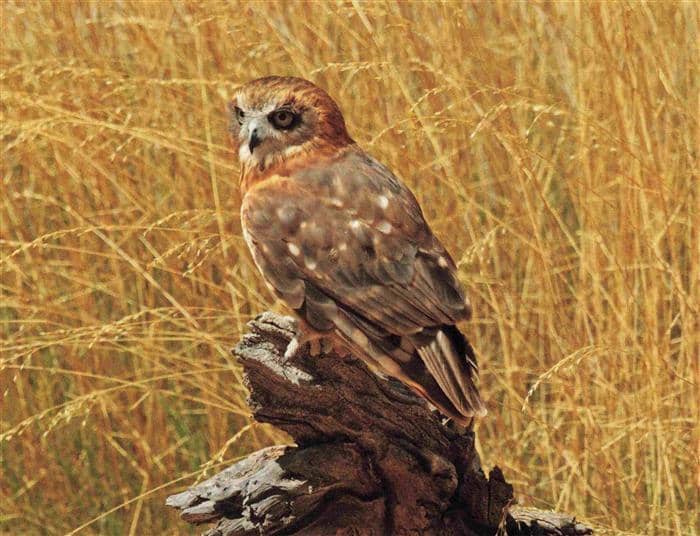 Adler Eagle Aigle Aguila-- Southern Boobook Mopoke Morepork Ruru Australia – Ansichtskarte
