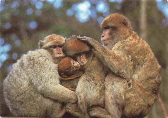 Affen Monkeys Singes Monos Scimmie-- Salem Bodensee Berberaffen – Ansichtskarte
