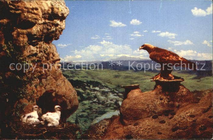 Adler Eagle Aigle Aguila Golden Eagle and its Young – Ansichtskarte