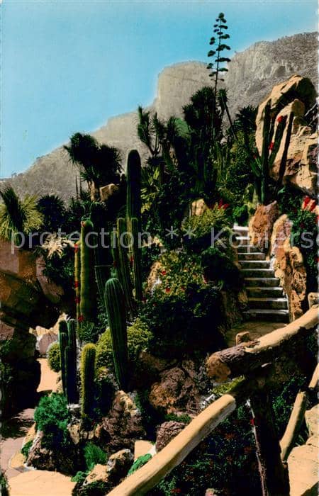 Kakteen Monaco – Ansichtskarte
