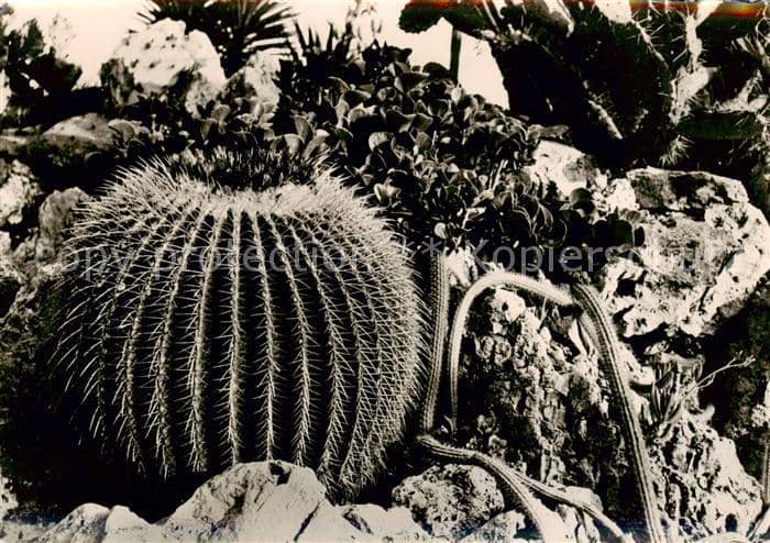 Kakteen Jardin Exotique de Monaco – Ansichtskarte