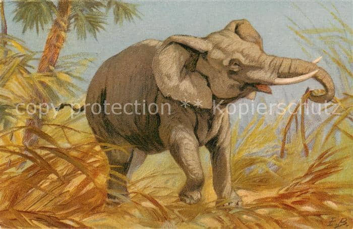Elefant – Ansichtskarte