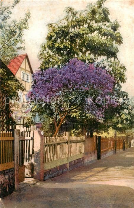 Verlag Baum Straße Litho – Ansichtskarte