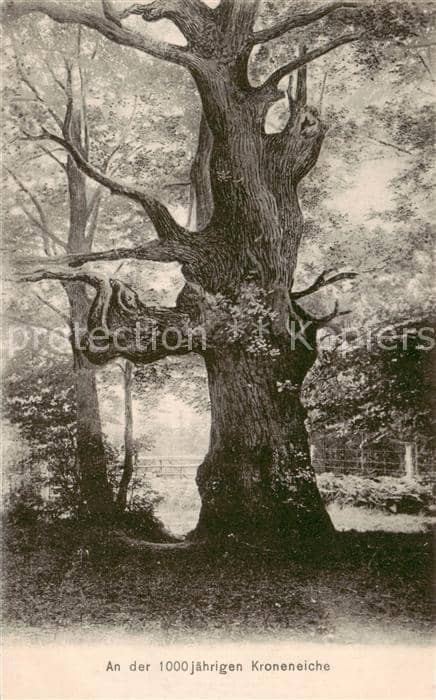 Baeume Trees Arbres Arboles 1000 jaehrigen Kroneneiche – Ansichtskarte