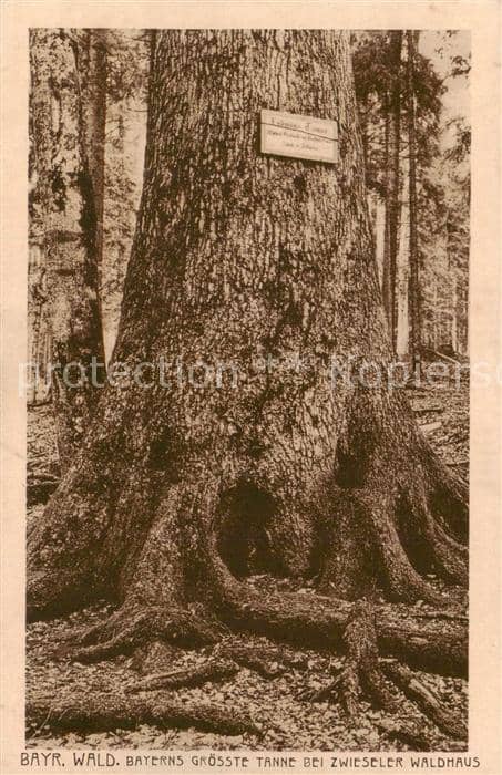 Baeume Trees Arbres Arboles Ludwigs Tanne Bayr. Wald Zwiseler Waldhaus – Ansichtskarte
