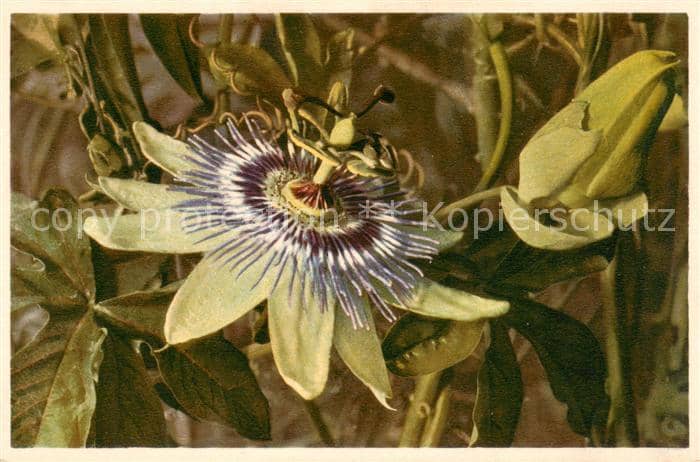 Blumen Flowers Fleurs Passiflora coerulea Passionsblume – Ansichtskarte