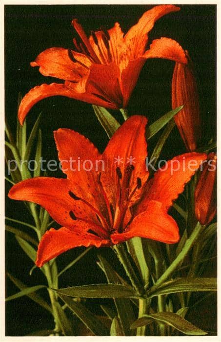 Blumen Flowers Fleurs Lilium bulbiferum Feuerlilie – Ansichtskarte