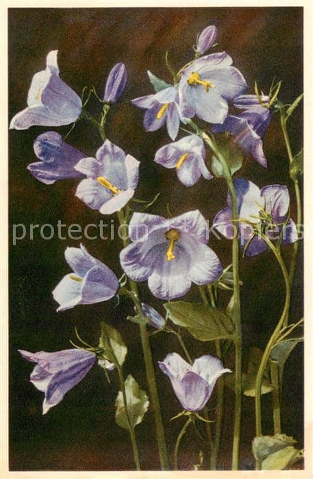 Blumen Flowers Fleurs Glockenblueme – Ansichtskarte