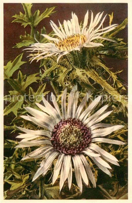 Blumen Flowers Fleurs Carlina acaulis Silbercistel – Ansichtskarte