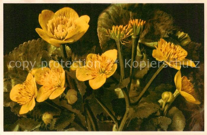 Blumen Flowers Fleurs Sumpf Dotterblume – Ansichtskarte