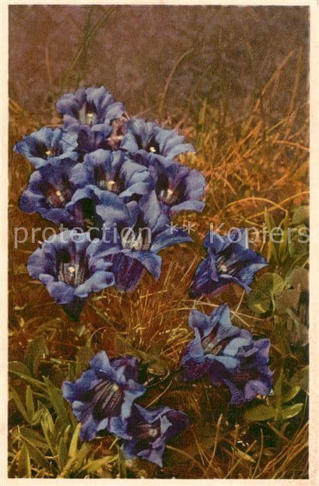 Blumen Flowers Fleurs Genzianelle – Ansichtskarte