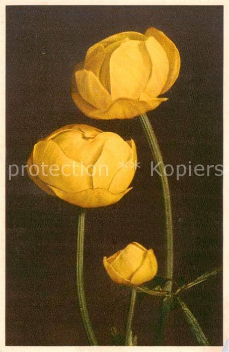 Blumen Flowers Fleurs Trollblume – Ansichtskarte