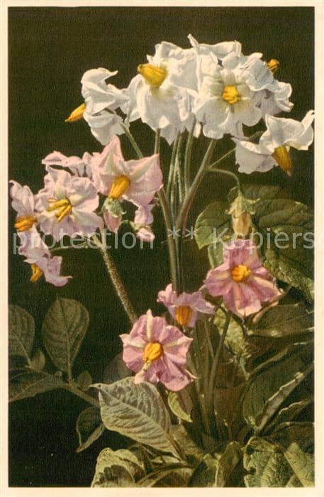 Blumen Flowers Fleurs Kartoffel – Ansichtskarte