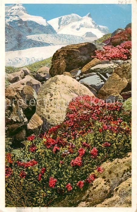 Blumen Flowers Fleurs Rostfarbige Alpenrose – Ansichtskarte