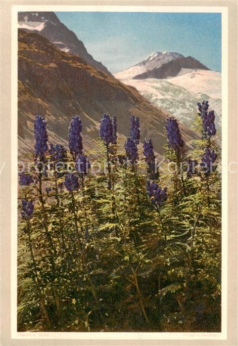 Blumen Flowers Fleurs Blauer Eisenhut – Ansichtskarte