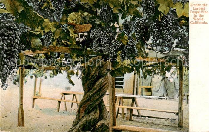 Wein Wine Vin Vino Weinbaum – Ansichtskarte