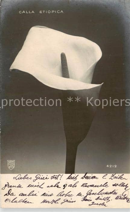 Blumen Flowers Fleurs Calla Etiopica – Ansichtskarte