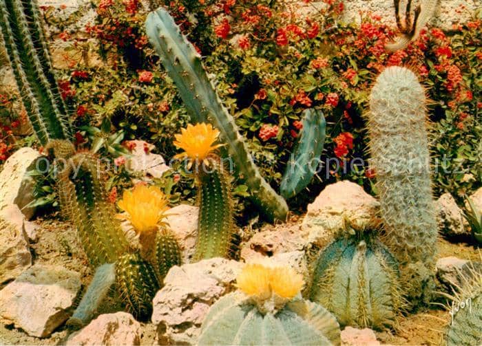 Kakteen Jardin exotique Sanary-Bandol Var – Ansichtskarte