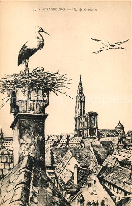 Storch Strasbourg Nid de Cigognes – Ansichtskarte