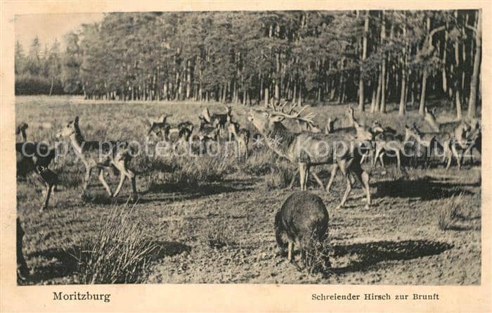 Hirsch Moritzburg Schreiender Hirsch zur Brunf – Ansichtskarte