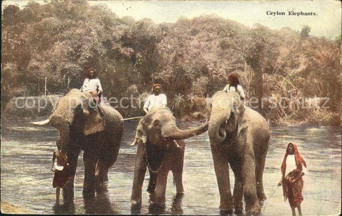 Elefant Ceylon Elephants – Ansichtskarte