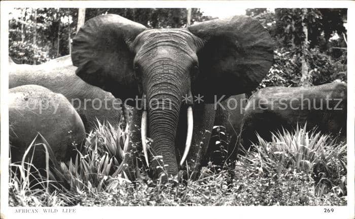 Elefant African wild life – Ansichtskarte