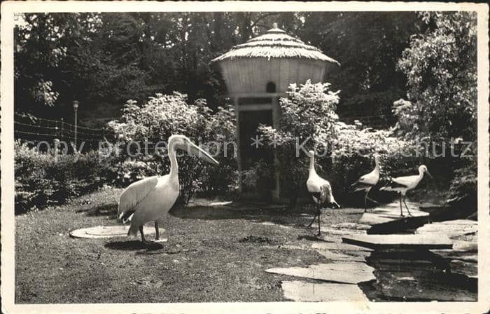 Storch Pelikane Stadtpark St. Gallen – Ansichtskarte