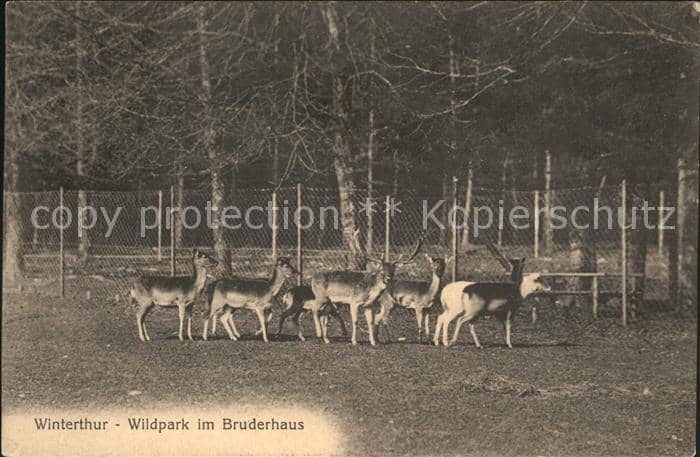 Hirsch Rehe Winterthur Wildpark Bruderhaus – Ansichtskarte