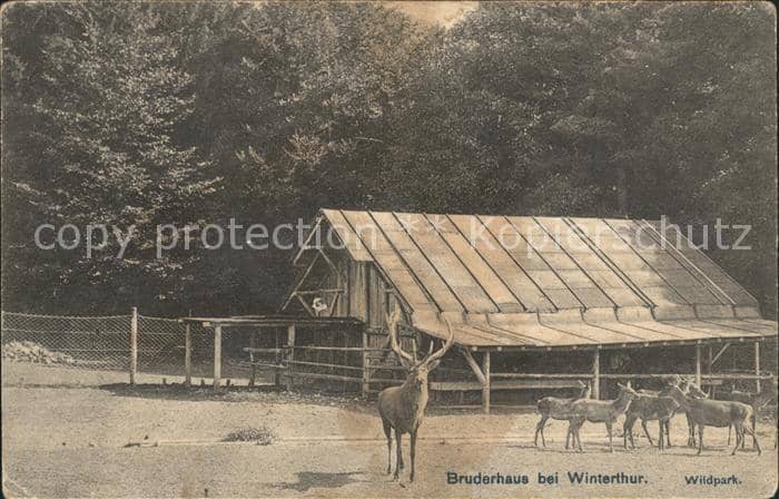 Hirsch Rehe Bruderhaus Winterthur Wildpark – Ansichtskarte