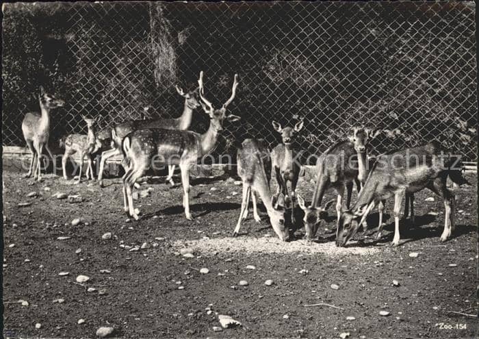 Hirsch Rehe Zoo Zürich Damhirsche – Ansichtskarte