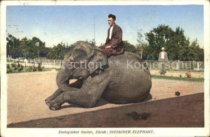 Elefant Inidischer Elefant Zoo Zürich – Ansichtskarte