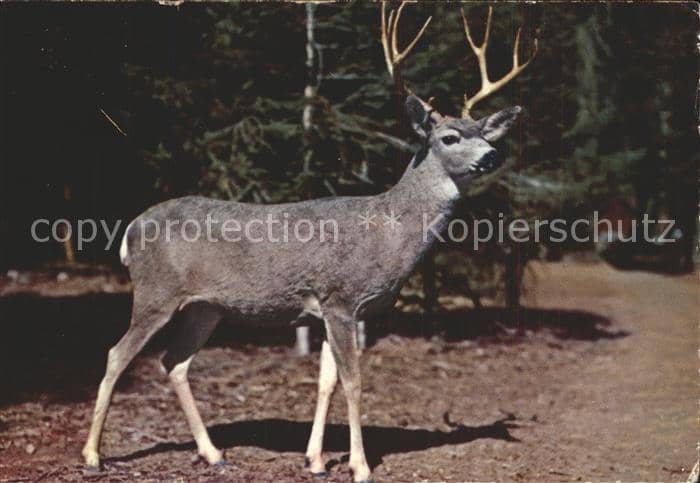 Hirsch Buck Deer Sequoia and Kings Canyon National Parks California – Ansichtskarte