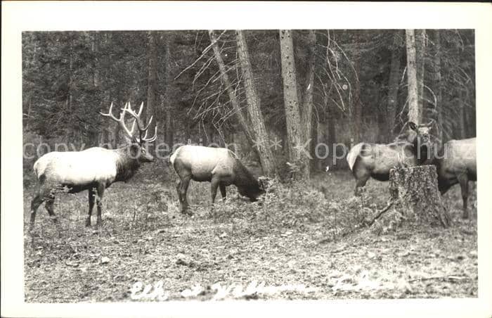 Hirsch Wald – Ansichtskarte