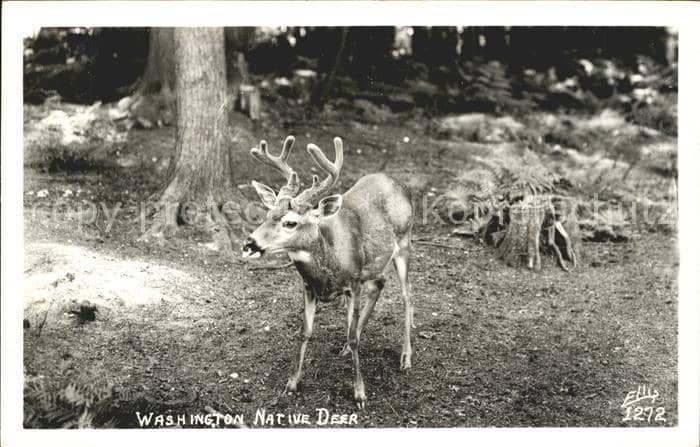 Hirsch Washington Native Deer – Ansichtskarte