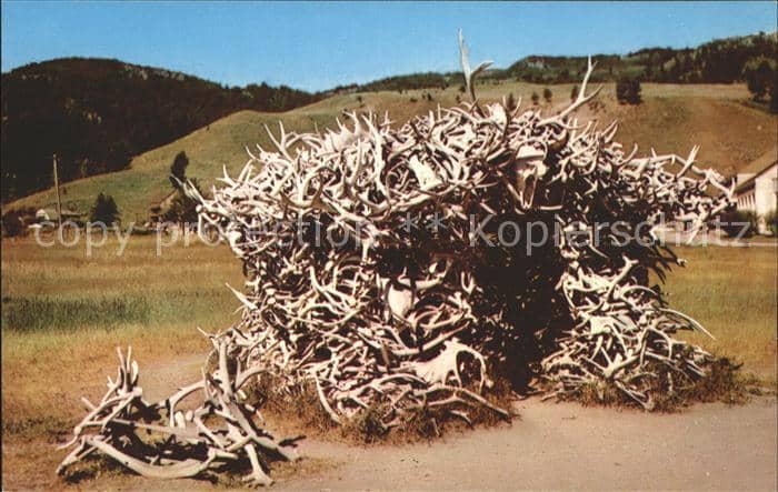 Hirsch Geweihe House of Antlers Mammoth Yellowstone Park Shed Wapiti – Ansichtskarte