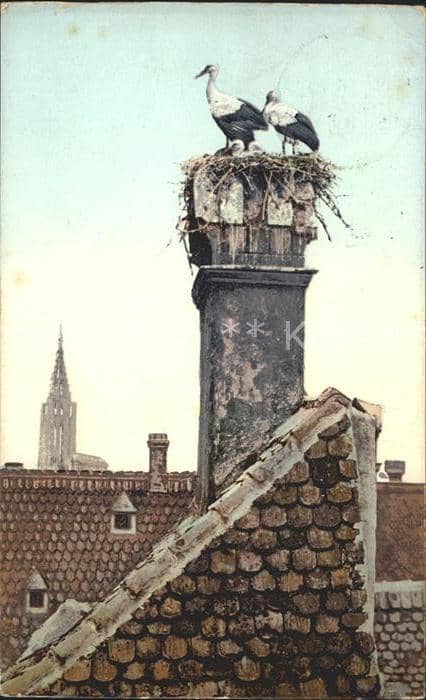 Storch Strassburg i. El. Cigognes – Ansichtskarte