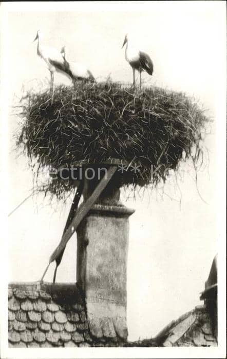 Storch Alsace Nid de Cigognes – Ansichtskarte