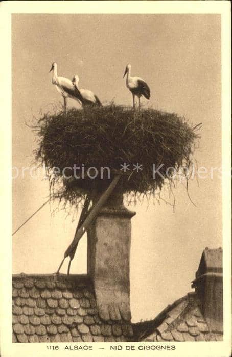 Storch Alsace Nid de Cigognes – Ansichtskarte