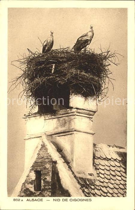 Storch Alsace Nid de Cigognes – Ansichtskarte