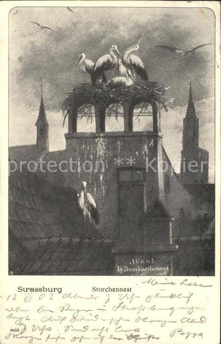 Storch Strassburg Storchnest – Ansichtskarte